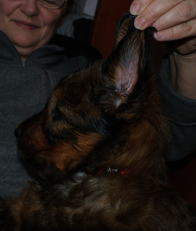 2011.01.24.C-alom_voros_szuka-12.jpg