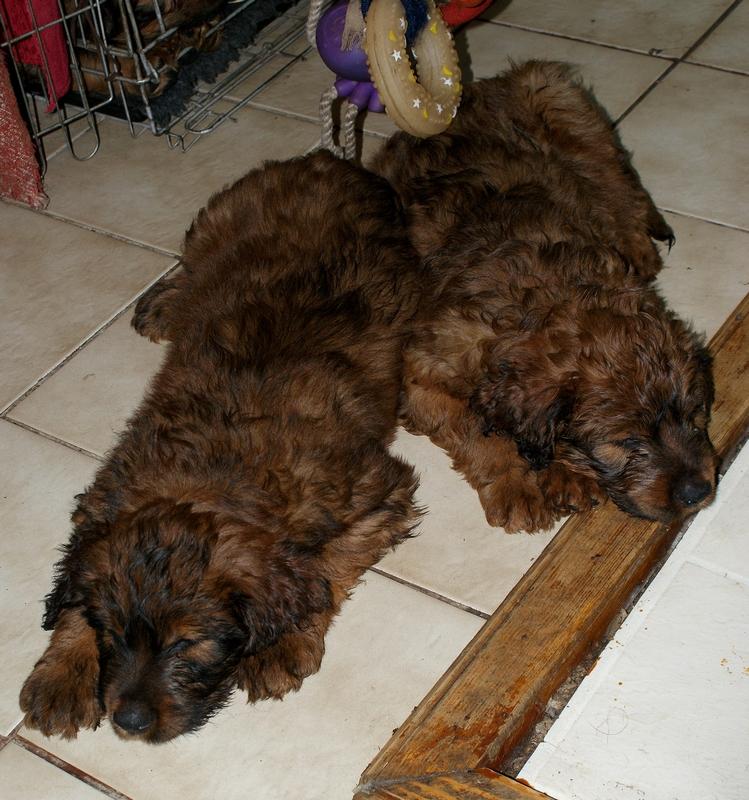 2011.02.04.C-alom_132.jpg