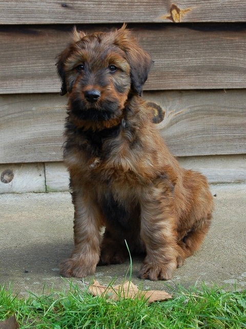 2009_01_21___16___dauphin_de_la_tours_saint_genin_briard_kennel.jpg
