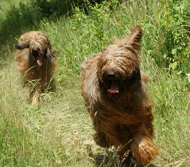 2010.07.04.Divine_and_Dauphin_in_herding-camp.JPG