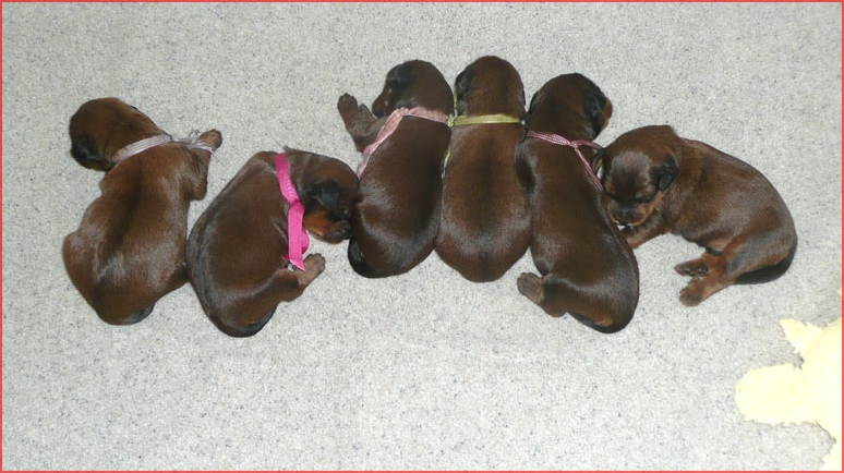 Viva-rosa-2th-litter_2.jpg